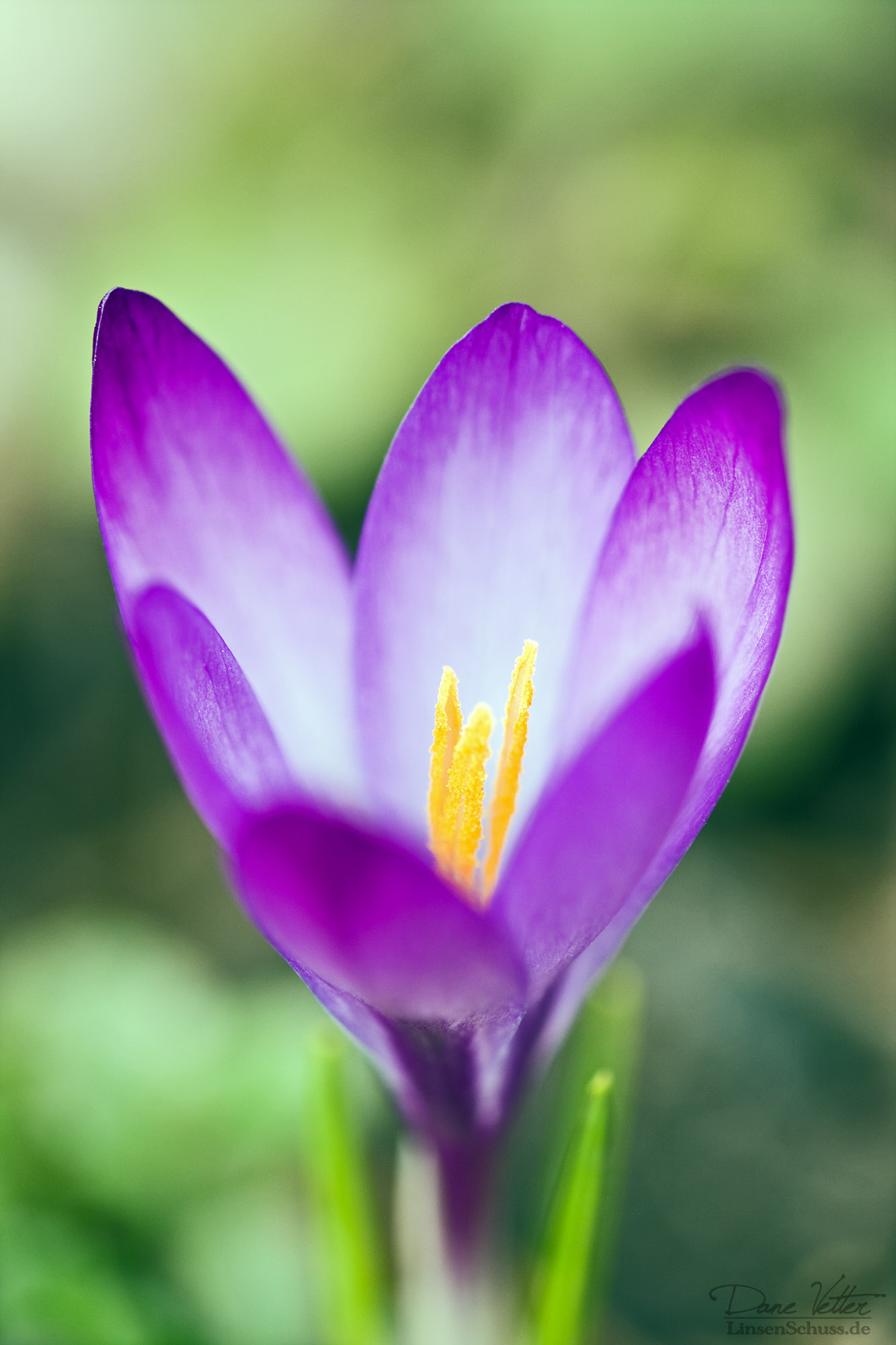 Die Krokusbluete